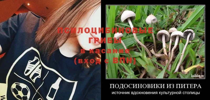 Галлюциногенные грибы Psilocybe  где можно купить   Балаково 